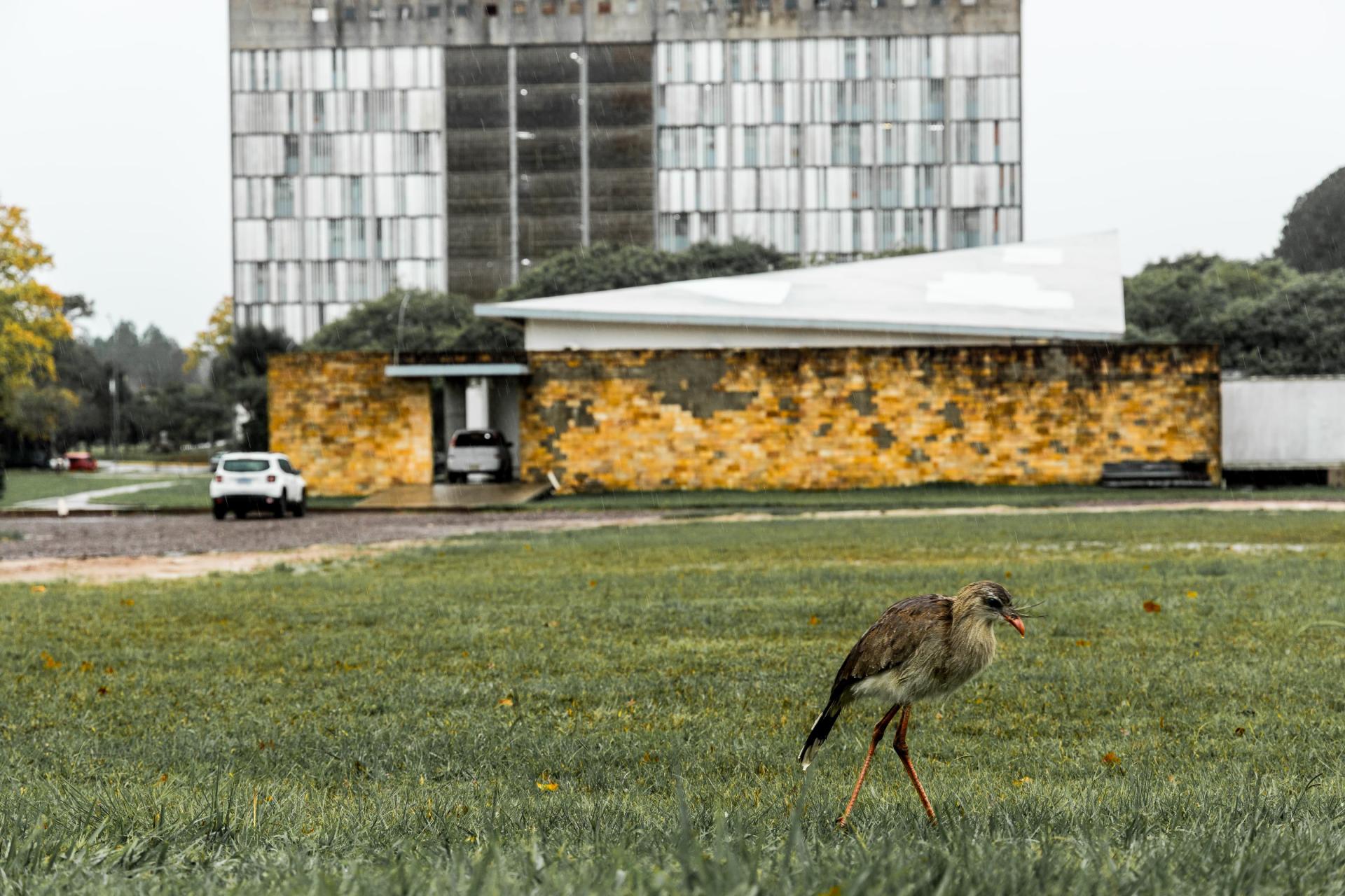 Fotografia na horizontal colorida. Uma seriema anda pela grama. Ao fundo, o Espaço Multiuso, prédio pequeno em formato triangular e, mais distante, a Reitoria, prédio retangular de dez andares. Há dois carros estacionados ao lado no Multiuso desfocados estacionados próximos ao prédio do Espaço Multiuso. O céu está nublado