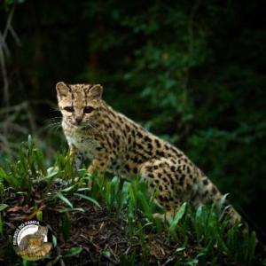 Foto horizontal colorida. Um gato-maracajá está centralizado sobre a grama. Ele é de porte médio. Sua coloração é amarelo queimado com manchas pretas e tem olhos pretos e redondos.