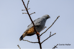 Foto horizontal colorida. Centralizado está um gavião-pernilongo cinza com peito rajado que está pousado em um galho seco. O galho se estende com algumas ramificações. Um céu azul claro ocupa quase todo o fundo.