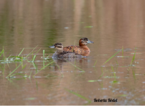 Foto horizontal colorida. No centro da imagem, há duas marrecas cau cau nadando lado a lado em um corpo d’água. A da esquerda tem plumagem mais acinzentada e a da direita tem coloração marrom avermelhada. Há vegetação aquática dispersa. De cima para baixo, o reflexo dos patos aparece suavemente na água.