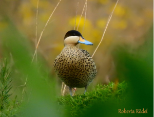 Foto horizontal colorida. No centro da imagem, está uma marreca cri-cri com peito amarelado coberto por manchas escuras, bico azul claro e cabeça com coloração preta e branca. Ele está em pé sobre uma vegetação baixa e verde. Da esquerda para a direita, há galhos finos e folhas desfocadas. De cima para baixo, o fundo desfocado mostra tons amarelados e marrons. Da frente para o fundo, o pato está entre vegetações verdes.