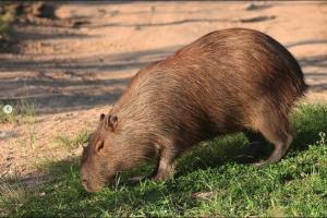 Capivara o açude da estrada do Jardim  Botânico (Foto: Arlei Antunes, no Instagram Fauna UFSM)