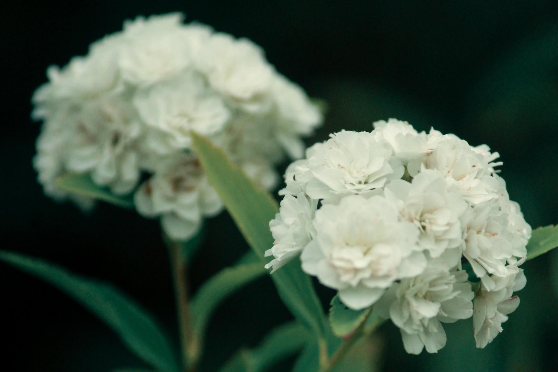 UFSM na primavera (Foto: Paulo Barauna)