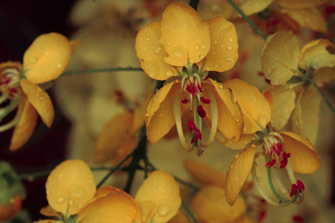 UFSM na primavera (Foto: Paulo Barauna)