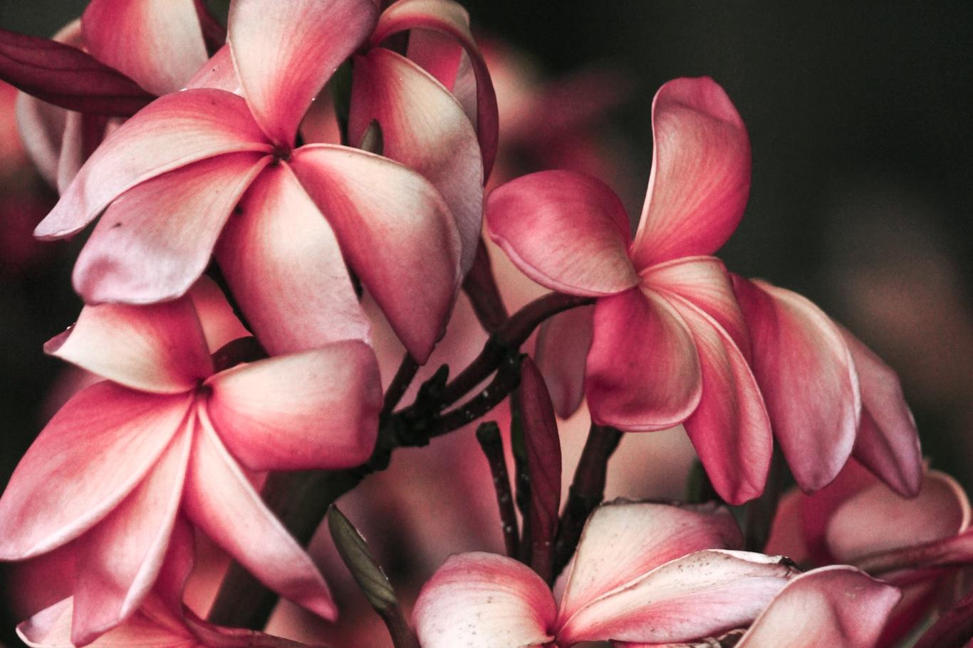 UFSM na primavera (Foto: Paulo Barauna)