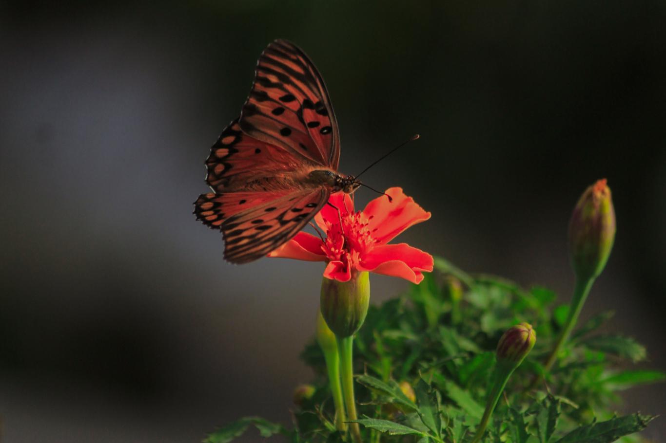 UFSM na primavera (Foto: Paulo Barauna)