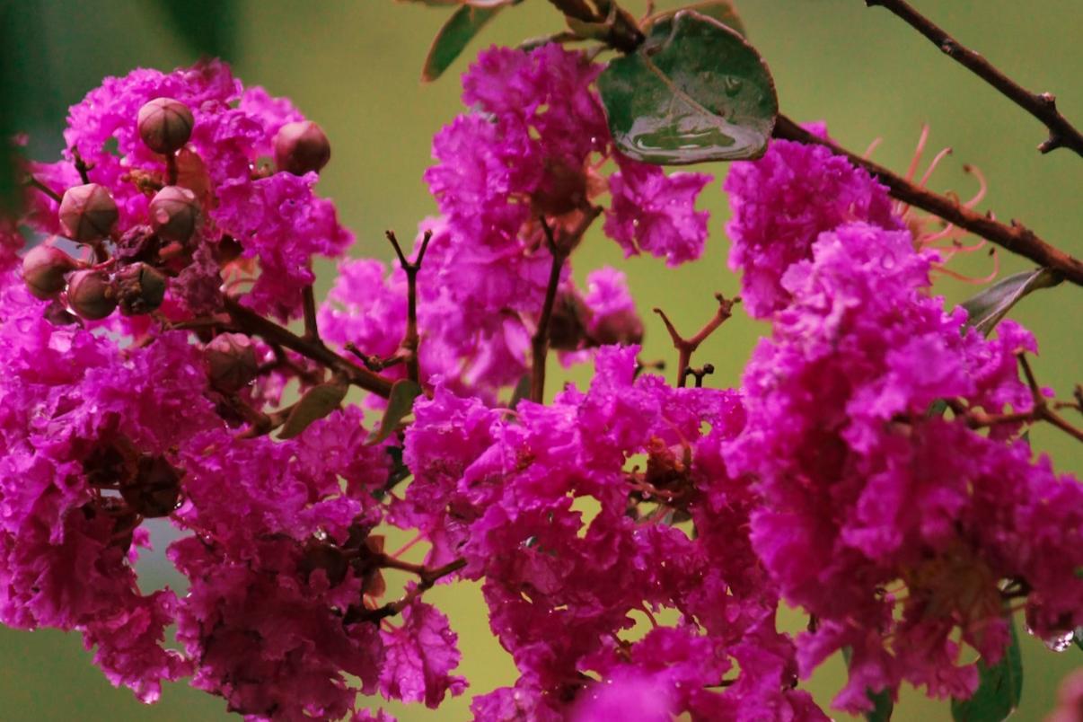 UFSM na primavera (Foto: Paulo Barauna)