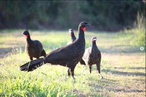 Jacuguaçu nos fundos da Piscicultura. (Foto: Instagram Fauna UFSM)