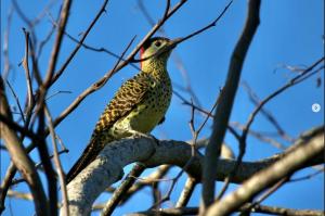 Pica-pau-verde-barrado próximo da piscicultura (Foto: Arlei Antunes, no Instagram Fauna UFSM)