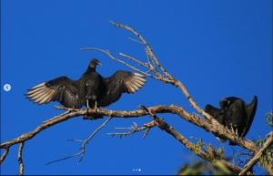 Urubu-de-cabeça-preta, registro feitos no Tambo (Foto: Arlei Antunes, no Instagram Fauna UFSM)