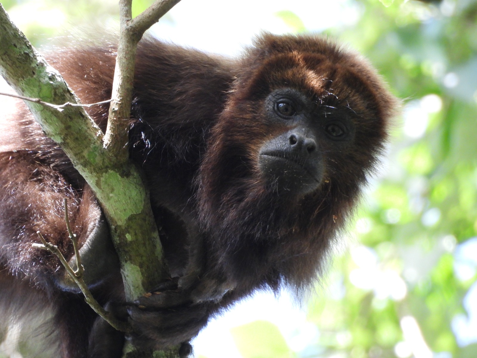 A fotografia é horizontal, em close up e colorida. Um bugio- ruivo se segura no galho de uma árvore e olha diretamente para a câmera com olhos atentos e redondos. A luz ilumina parte de seu corpo. O fundo é composto por folhas verdes desfocadas. 