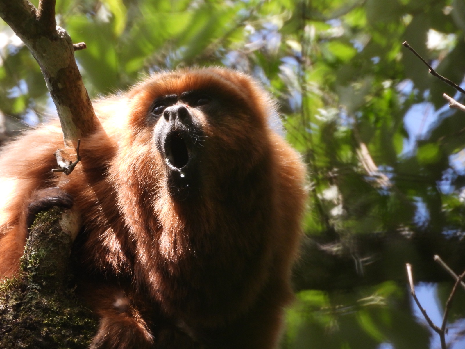 A fotografia é horizontal, em close up e colorida. Um bugio- ruivo se segura em um galho no topo de uma árvore com folhas verdes. O bugio olha para o lado esquerdo da imagem e tem a boca aberta, em formato de O, como se estivesse vocalizando ou gritando. O fundo é composto por folhas desfocadas.
