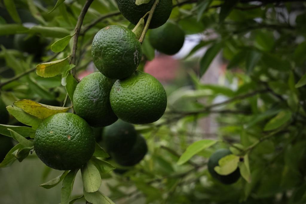 Foto horizontal colorida de um cacho de frutas verdes pendendo de um galho de árvore. As frutas têm formato arredondado, semelhantes a laranjas ou limões ainda verdes. Elas estão agrupadas no centro da imagem e cercadas por folhas alongadas de cor verde. O fundo aparece desfocado.