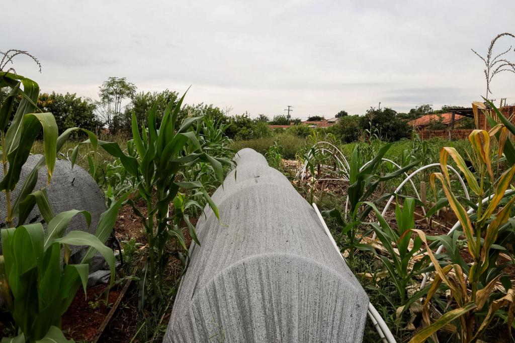 Foto horizontal colorida de uma área de cultivo em uma horta. No centro da imagem há um canteiro coberto por uma estrutura arqueada com tecido agrícola cinza, utilizado para proteger as plantas. Ao redor do canteiro, crescem diversas plantas, incluindo pés de milho com folhas verdes altas. Ao fundo, aparecem mais áreas de plantio, vegetação e algumas casas do bairro. O céu está nublado.