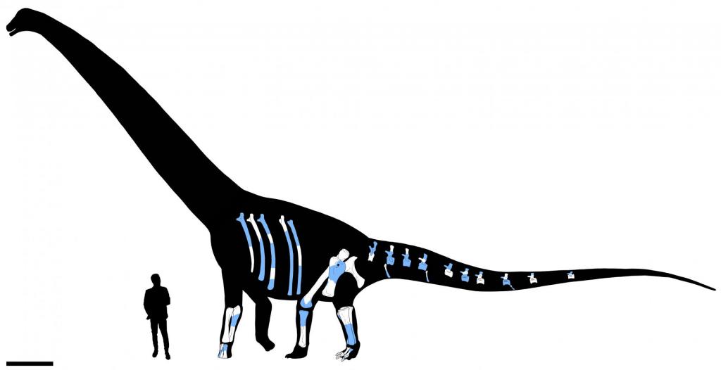 A imagem (nas cores preto, branco e azul) mostra uma silhueta do dinossauro em questão, tando ao lado a silhueta de um homem, como escala de comparação de tamanho.