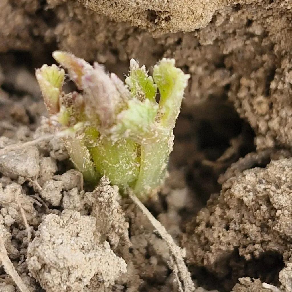 Foto colorida vertical de uma flor fechada verde ainda antes do desabrochar.