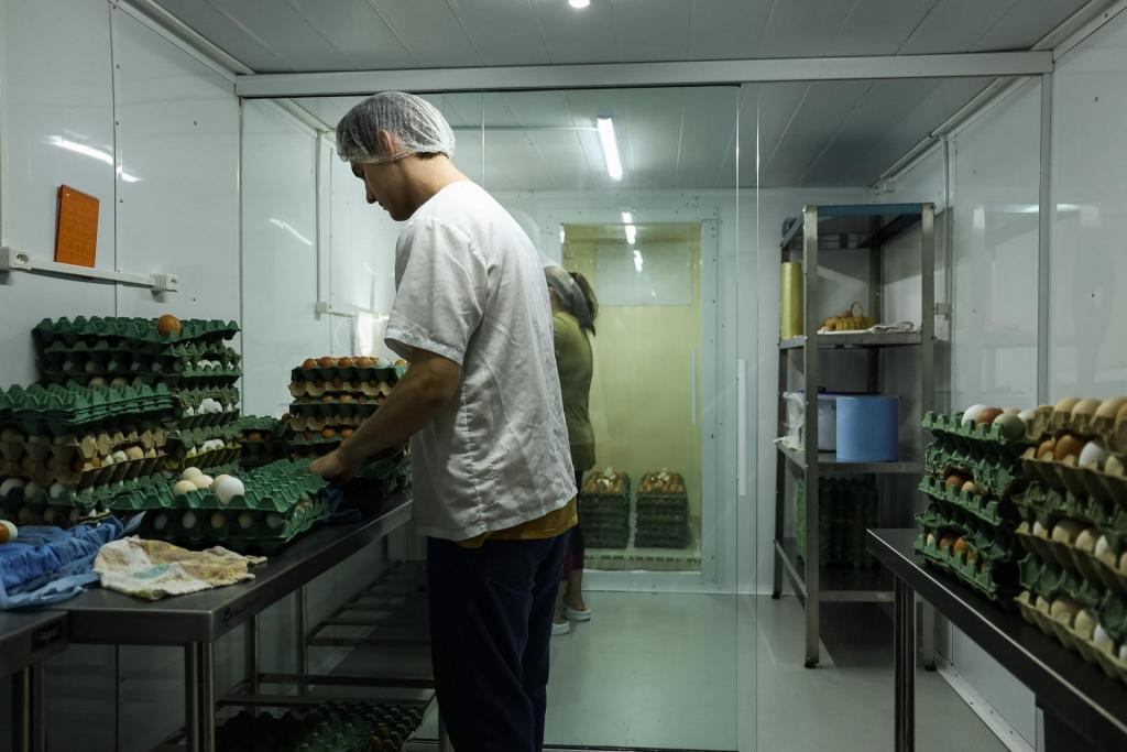 Foto horizontal colorida horizontal de trabalhador organizando bandejas de ovos em câmara refrigerada da propriedade, etapa de armazenamento e preparo para comercialização.