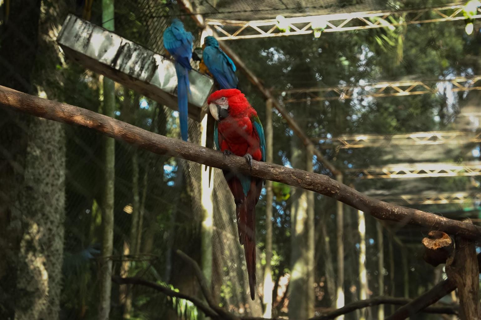 Enriquecimento ambiental no zoológico de Cachoeira do Sul ( Fotos: Mathias Ilnicki)