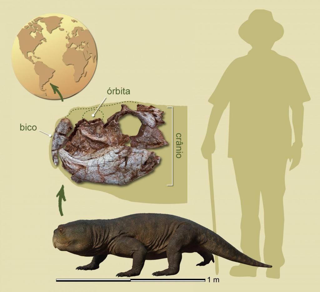 A imagem mostra quatro figuras: um globo terrestre, com uma seta indicando o lugar da descoberta; uma foto dos fóssil encontrado, com setas indicando a órbita e o bico do crânio; uma ilustração do rincossauro em vida; e, ao seu lado, a silhueta de um homem, para efeito de comparação do tamanho.