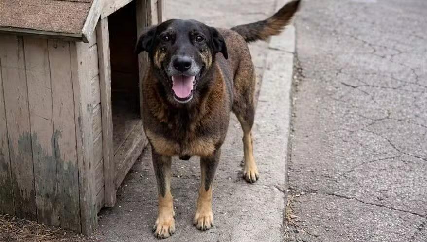 Foto horizontal e colorida de um cachorro de porte médio, com pelagem marrom escura e patas mais claras, em pé sobre uma calçada. Ele está posicionado de frente para a câmera, com a boca aberta e a língua para fora, transmitindo uma expressão amigável. À esquerda da imagem, há uma casinha de madeira, parcialmente visível, que parece ser o abrigo do animal. O chão é de concreto, com uma rua ao fundo. A cauda do cachorro está levemente levantada, sugerindo um estado de alerta ou interação.