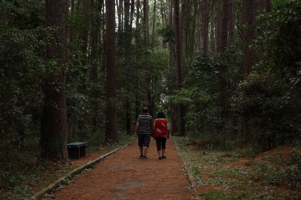 Foto na horizontal colorida mostra o bosque da UFSM, na parte da trilha de chão de terra e coberto por folhas secas em meio a uma floresta de árvores altas e troncos retos. No centro da imagem, duas pessoas caminham de costas lado a lado pela passagem: um homem de camiseta listrada e bermuda escura, e uma mulher de blusa vermelha e calça preta. A vegetação ocupa as laterais do caminho, com arbustos e folhagens em diferentes tons de verde. À esquerda há um banco azul escuro. A luz natural atravessa discretamente o topo das árvores