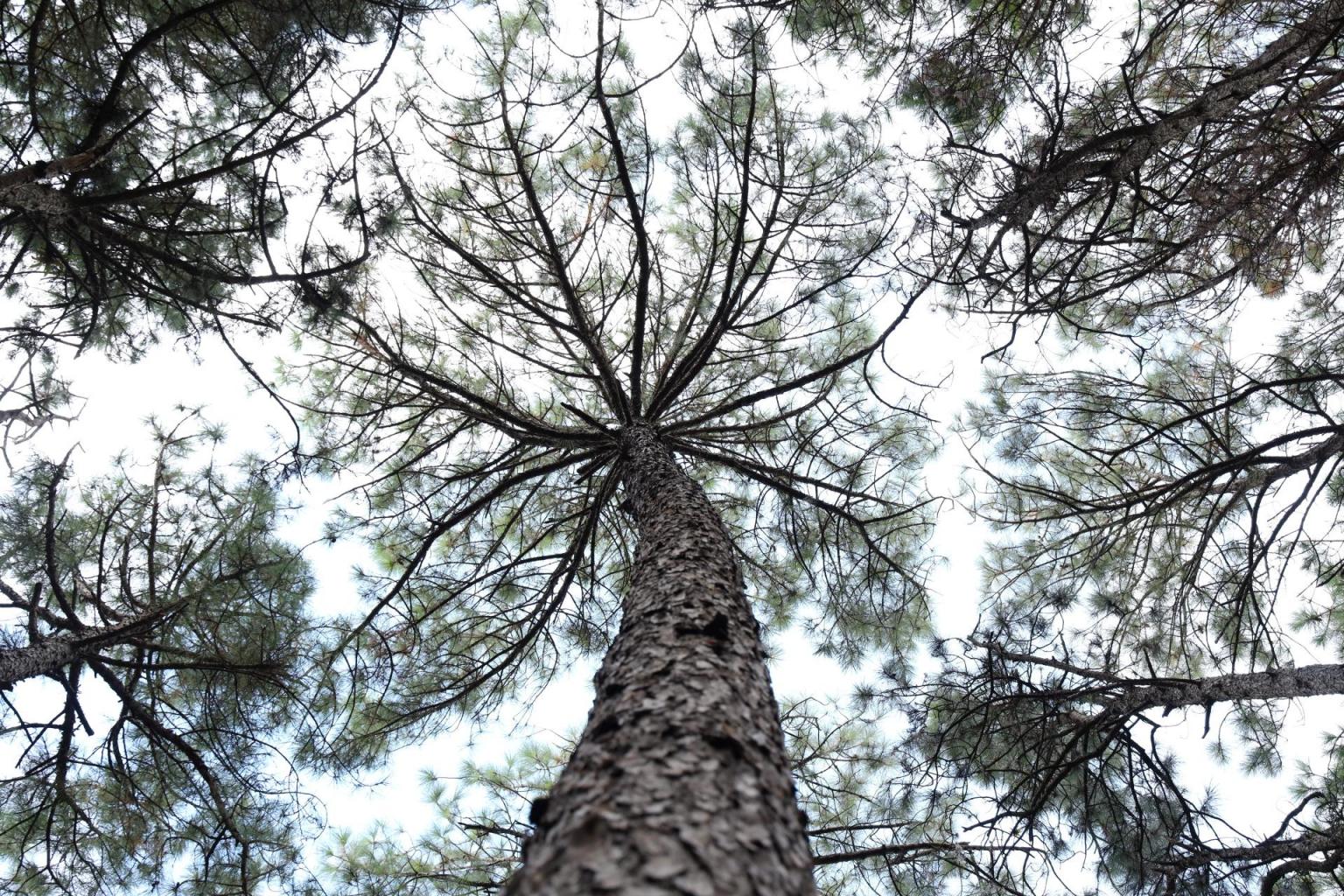 Bosque UFSM (Foto: Mathias Ilnicki)