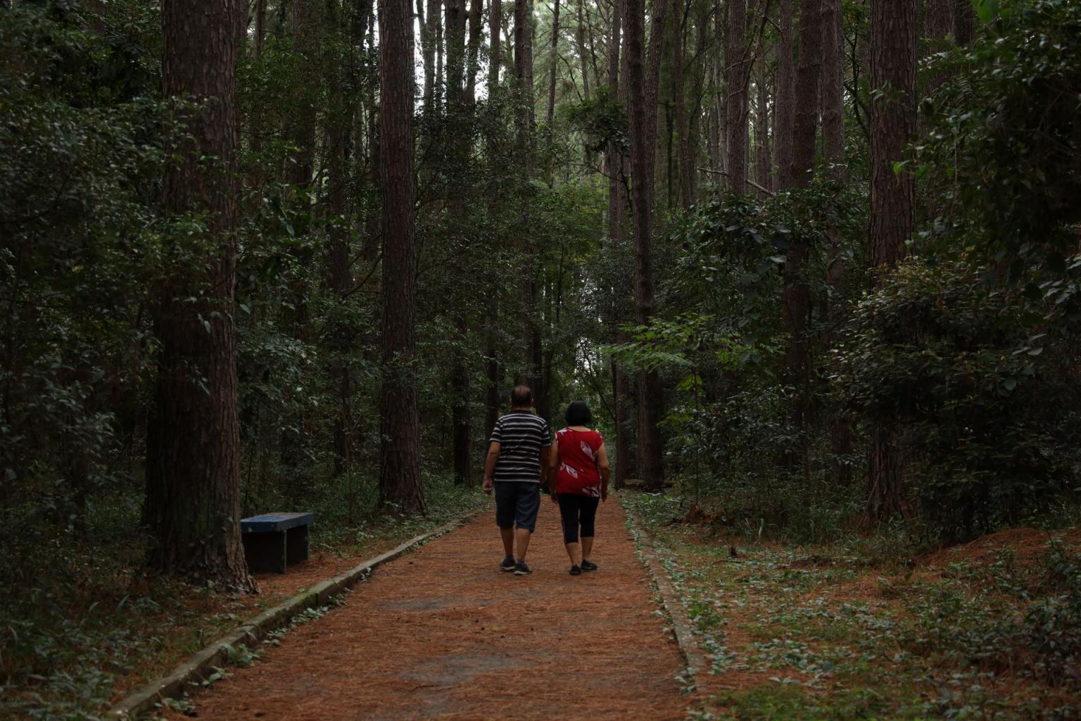 Bosque UFSM (Foto: Mathias Ilnicki)