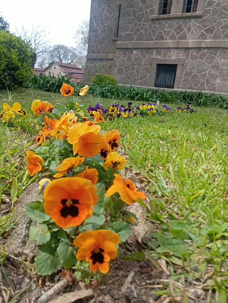 Foto colorida horizontal de flores de amor-perfeito à frente de prédio histórico em granito rosado