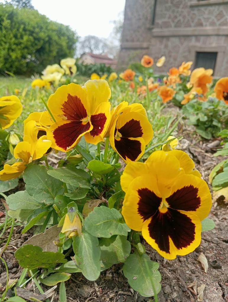 Foto colorida horizontal de flores amor-perfeito amarelas à frente de prédio históricos em granito rosado