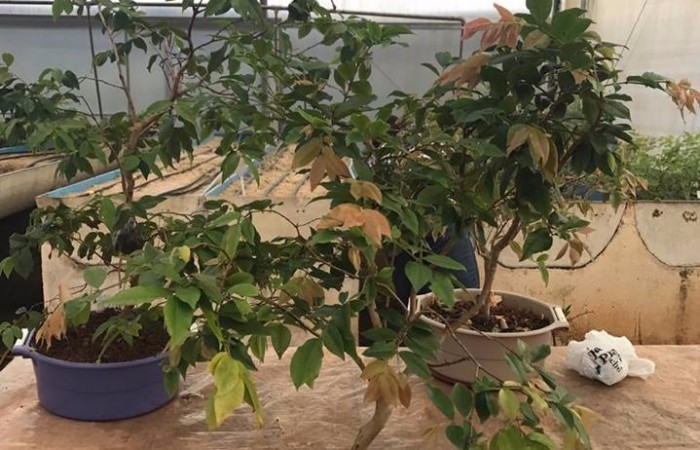 700x450-crop-90-images_2017_fotos_evento_campus_fw_2