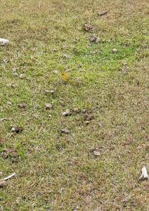 foto de um passarinho João de Barro no meio da grama verde.