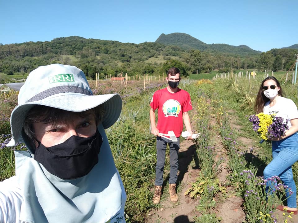 Professor Nereu Streck e integrantes do Projeto durante a última colheita do Ensaio Sul-Brasileiro de statice em Santa Maria