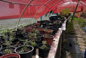 Foto colorida de mudas levadas para comunidade quilombola do Rincão dos Martimianos
