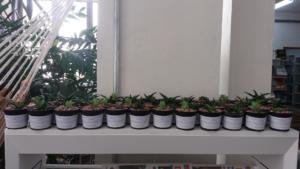 Evento Reconhecimento Feminino no Espaço Acadêmico - BSCCNE (3)