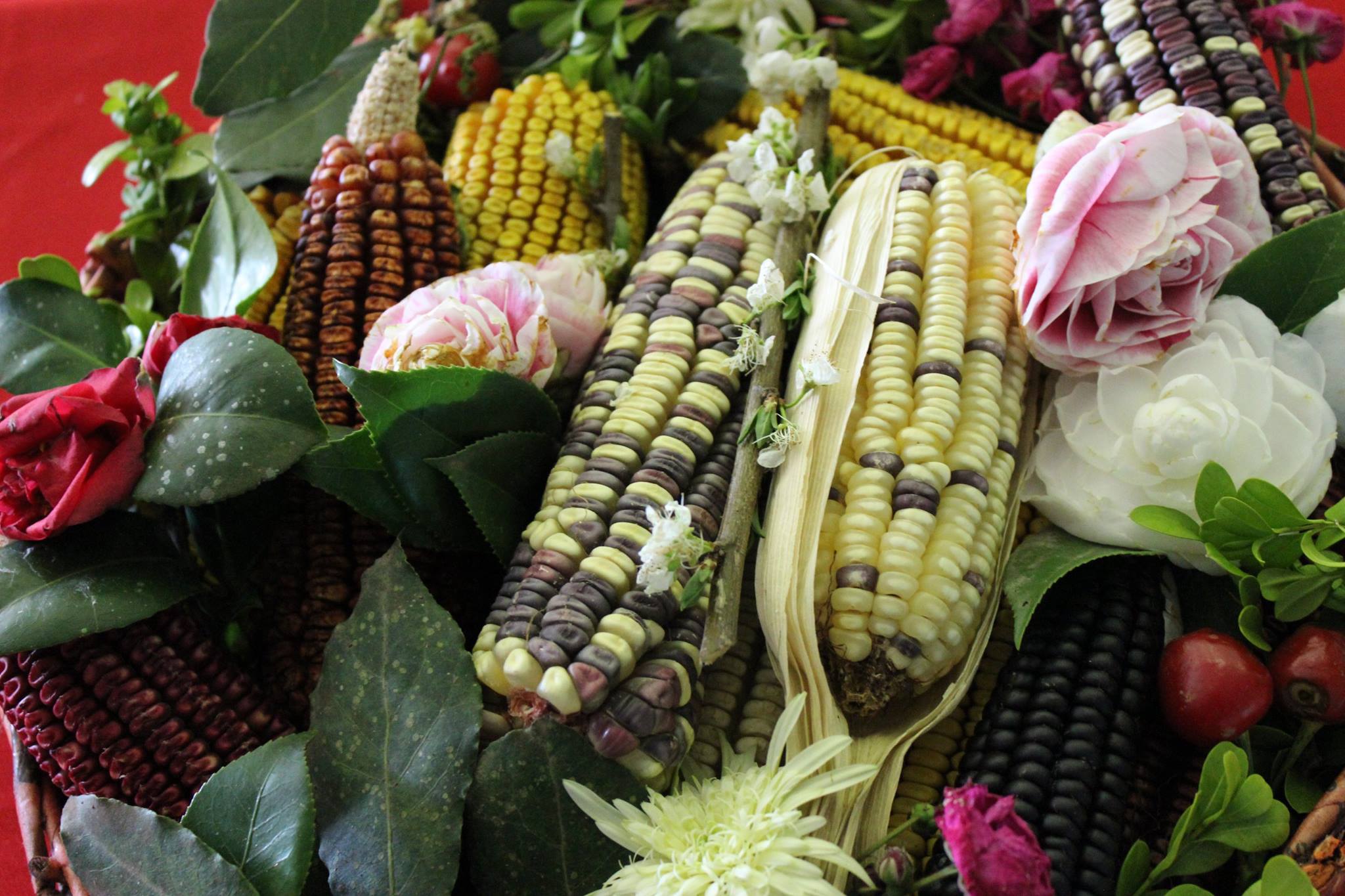 Arranjo_Milho.jpg