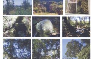 700x450-crop-90-images_2002-2006_estudos-da-vegetao-2