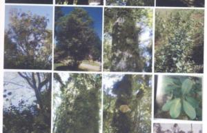 700x450-crop-90-images_2002-2006_estudos-da-vegetao-3