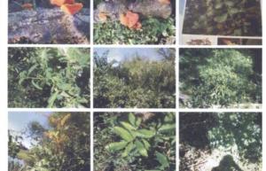 700x450-crop-90-images_2002-2006_estudos-da-vegetao