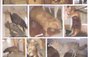 700x450-crop-90-images_2002-2006_estudos-dos-animais-2