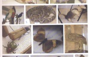 700x450-crop-90-images_2002-2006_estudos-dos-animais-3