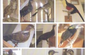 700x450-crop-90-images_2002-2006_estudos-dos-animais