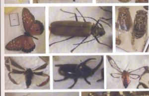 700x450-crop-90-images_2002-2006_estudos-dos-animais-4