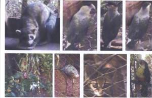 700x450-crop-90-images_2002-2006_estudos-dos-animais-5