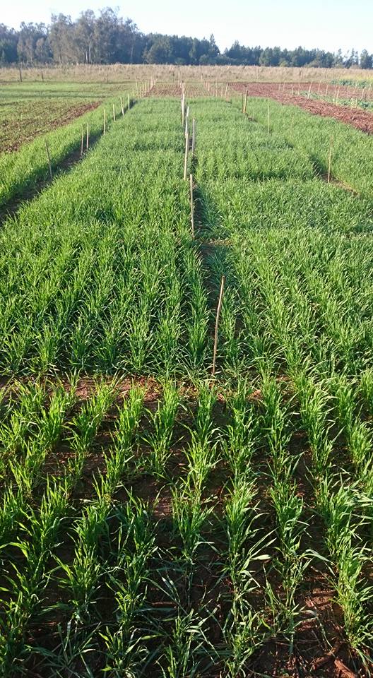 19875660 1369982549763891 7274118568411598239 n