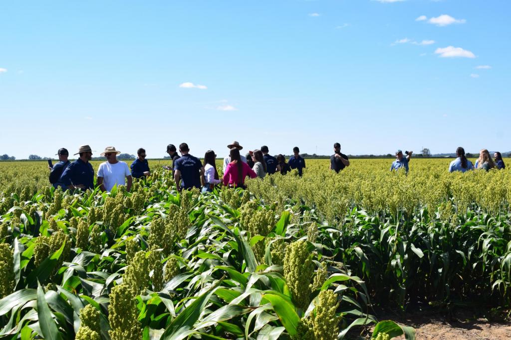 Alunos de Agronomia em plantação de sorgo
