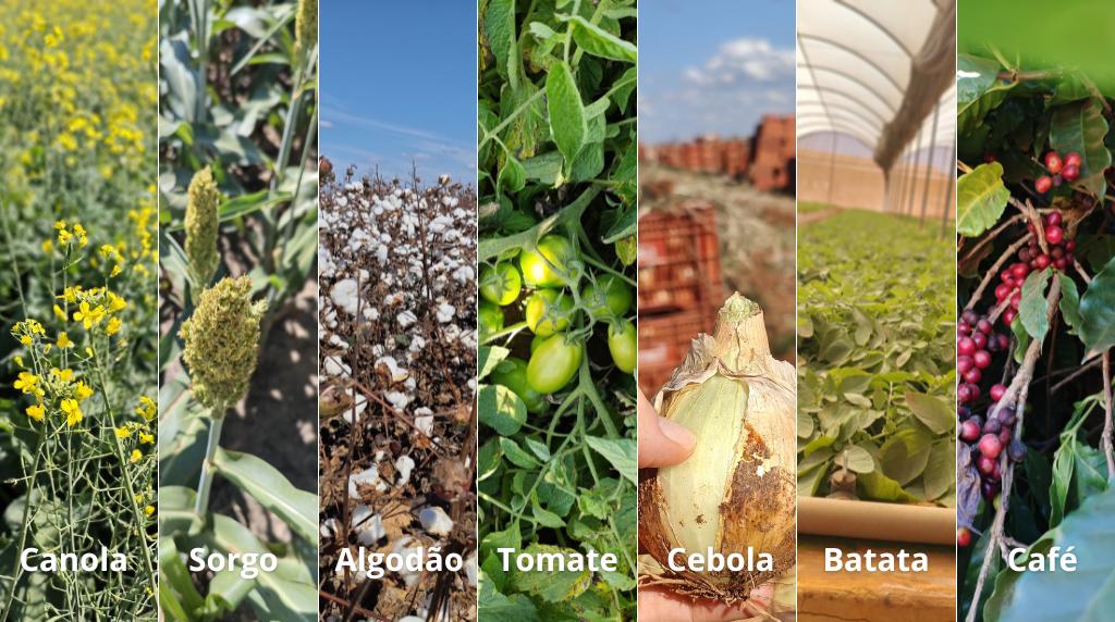 Montagem com fotos das plantações, na esquerda com canola, em seguida, com sorgo, algodão, tomate, cebola, batata e café