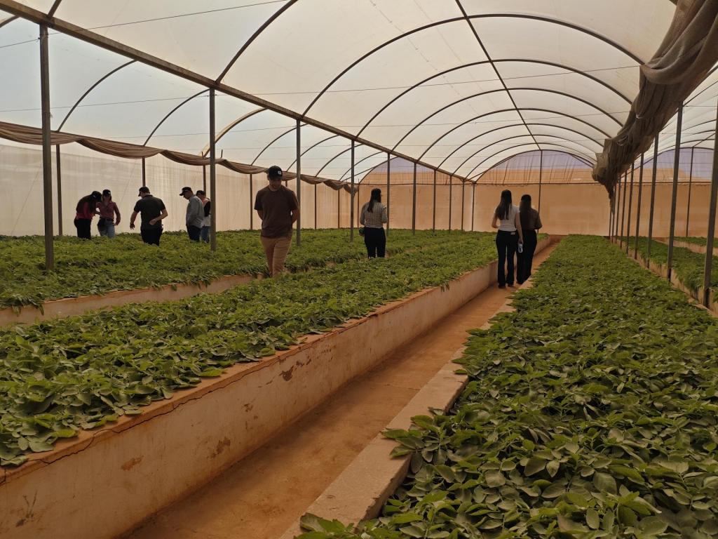 Alunos de agronomia em uma plantação de batata