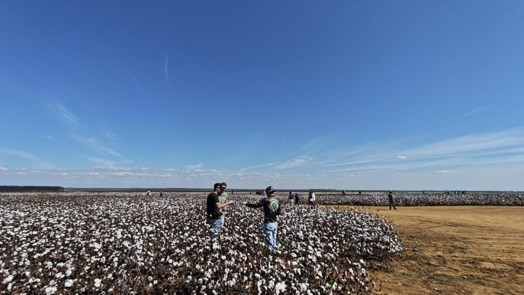 Alunos da agronomia em uma plantação de algodão