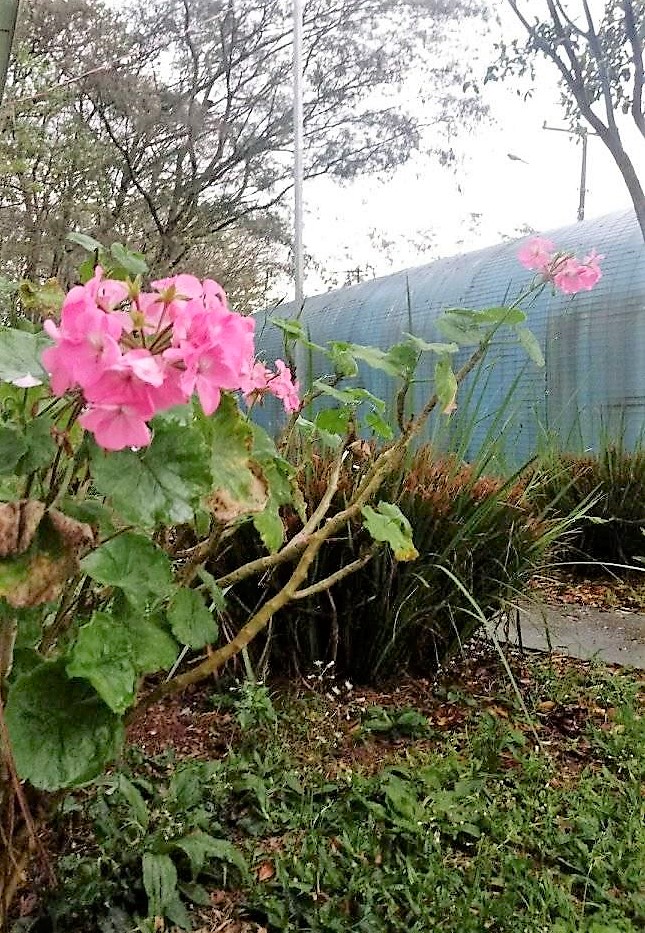 42467746 174979350060684 5849239381155512320 n