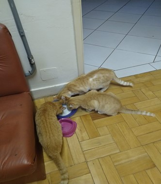 Três gatinhos se alimentando nos espaços do Colégio Politécnico